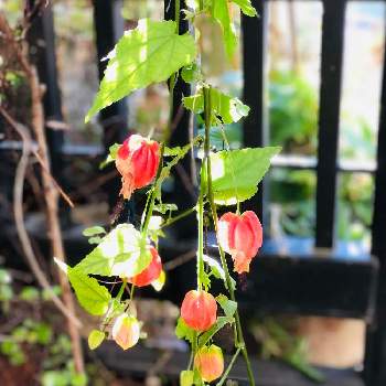 ウキツリボクの画像 by La vie en roseさん | 小さな庭とウキツリボクとアブチロン (チロリアンランプ)とアブチロンとスマホ撮影と癒しとおうち園芸と今日の一枚と花いろいろと花のある暮らしと花が好きとiPhone撮影