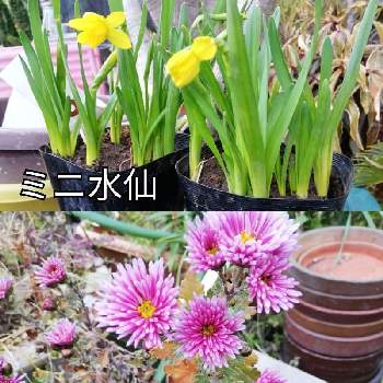 庭の一角の画像 by あまのじゃくさん | 小さな庭とミニ水仙の花と寒菊？と花のある暮らしと朝の庭と庭の一角