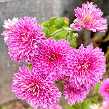 菊科の花の画像 by のんさん | 広い庭とスプレーマムと花壇の花とスプレーマム。と今日のお花とピンクとかわいいと菊科の花