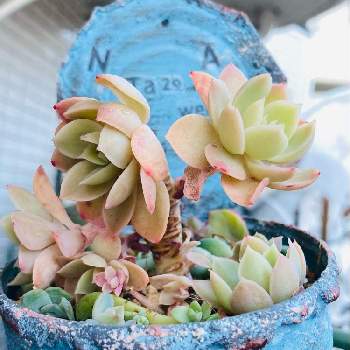 多肉パンジーの投稿画像一覧 Greensnap グリーンスナップ