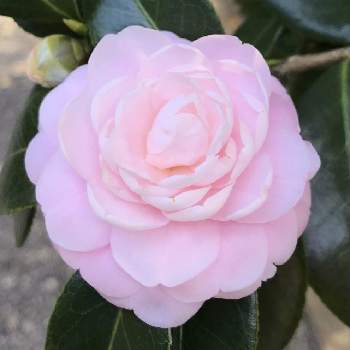 街路樹の植え込みの投稿画像一覧 Greensnap グリーンスナップ