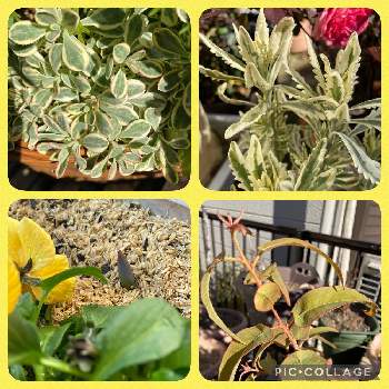 チューリップの芽の画像 by んさん | 小さな庭とラベンダーメルローとレモン　ユーカリとチューリップの芽とシレネとスカッ晴れといつも　ありがとうございます❤と植中毒と元気もらえると心なハーブをと上を向いて咲こう