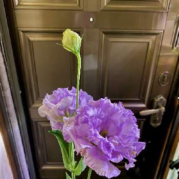 トルコ桔梗の画像 by Kay_Tama-gskさん | 玄関とトルコ桔梗と紫色とカラフルと紫色の花と鮮やか とKays_garden
