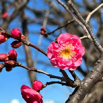 紅梅♪の画像 by yaccoさん | お出かけ先とお散歩道と春よこいと横浜と1月のお花と紅梅♪と冬のお花