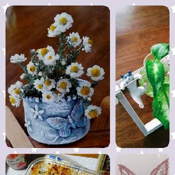 里芋,ディフェンバキア,花かんざし,ニャンニャン祭り,観葉植物の画像