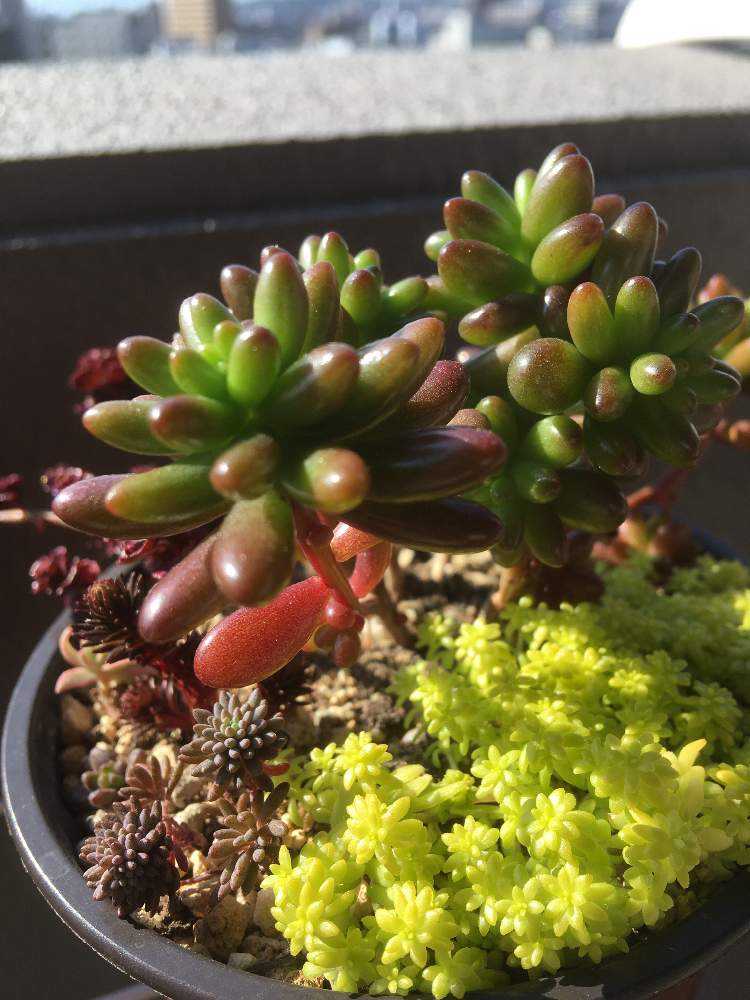 多肉植物　ホワイトワンダー ＋ 虹の玉 　 カット 葉挿し 虹の玉チャレンジの続きとカット、挿木、葉挿しの方法 - YouTube