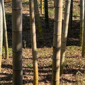 季節はめぐるの画像 by べにししさん | タケ(竹)と導かれてと植物のチカラと季節はめぐると植物のふしぎと見慣れた景色とみえないチカラと緑のなかの暮らしと次の季節へとうちの庭家族