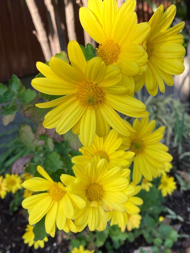 スプレーマムの投稿画像 By Gurichannel ぐりちゃんねる さん 小さな庭とビタミンカラーと今日のお花とスプレーマム と冬の季節とビタミンカラーと今日のお花とスプレーマム と冬の季節 22月1月22日 Greensnap グリーンスナップ Greensnap グリーン