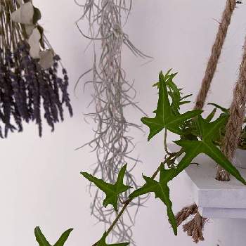 蔓性植物の画像 by kopeloさん | 壁/天井とラベンダーグロッソとウスネオイデスとヘデラ・アイリッシュレースとエアプランツとハンキングとドライフラワーと蔓性植物