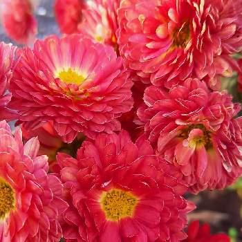 スプレーキク(スプレーマム)の画像 by ななみんさん | お出かけ先とスプレーキク(スプレーマム)と真っ赤な花と今日のお花
