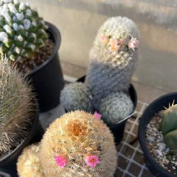 サボテンが好きの投稿画像一覧 Greensnap グリーンスナップ サボテンが好きの投稿画像一覧 Greensnap グリーンスナップ