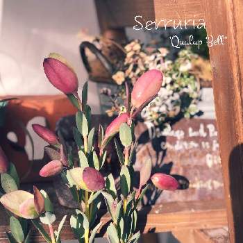 ピメレア ピソディス の投稿画像一覧 Greensnap グリーンスナップ ピメレア ピソディス の投稿画像一覧 Greensnap グリーンスナップ