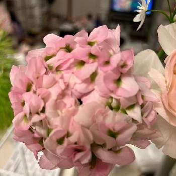 ラナンキュラス ハーマイオニーの投稿画像一覧 Greensnap グリーンスナップ