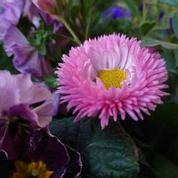 デージー,チロリアン・デージー,ピンクの花,寄せ植え,花壇の画像