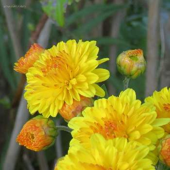 スプレー菊の画像 by しろさん | スプレー菊とスプレーマムとちっちゃいと11月と写真と花の撮影と黄色と今日のお花と もこもこ