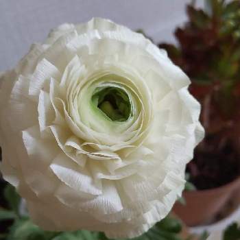 庭作り初めての冬の投稿画像一覧 Greensnap グリーンスナップ