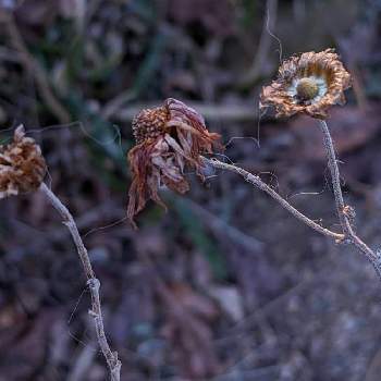 冬色✽の画像 by 秋草さん | 広い庭とキクと小菊とキク✽と花殻✽と冬色✽とカサカサツアーより