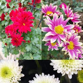 スプレー菊の画像 by すみれさん | スプレー菊とスプレーマムと植物のある暮らしとピンク色と今日のお花と素敵な色と綺麗な色♡と花のある暮らしと白い花とgreen*love