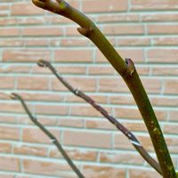 コチョウランの画像