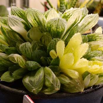 ハオルチア オブツーサ錦の投稿画像一覧 Greensnap グリーンスナップ