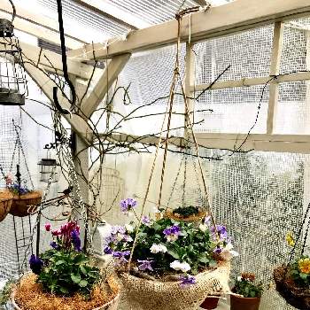 フリンジパンジー 赤い風車の投稿画像一覧 Greensnap グリーンスナップ