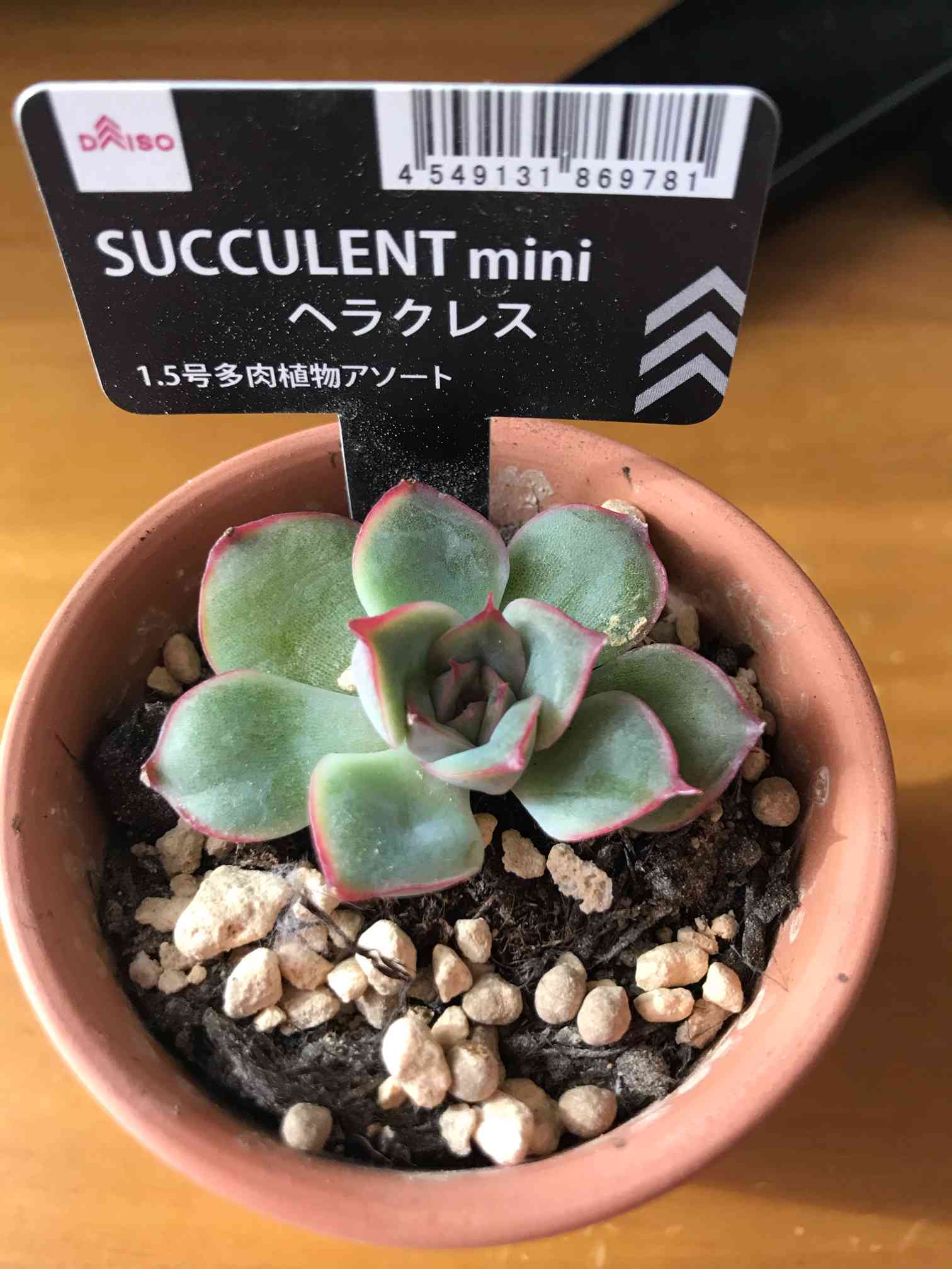 多肉植物　ヘラクレス　◇抜き苗◇ ヘラクレス【抜き苗】多肉植物 - メルカリ