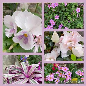 ガーデンコーディネーターの画像 by いちごちゃんさん | ありがとう♡とお客様のお庭と可愛い❤と美しい花と幸せの輪とお花のある暮らしとありがとうと大好きなお花と小さな幸せ♡とガーデニングと癒し…♡と大好き♡︎ʾʾとガーデンコーディネーター