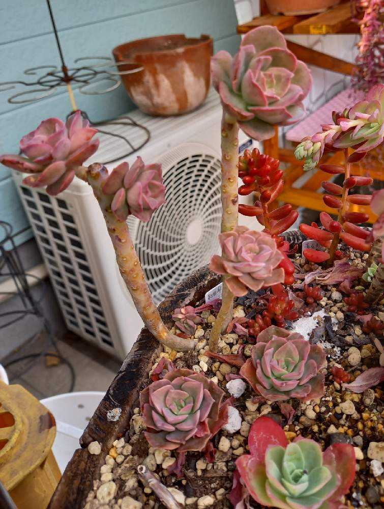 96💐紅日傘 バイカラー｜🍀GreenSnap（グリーンスナップ）