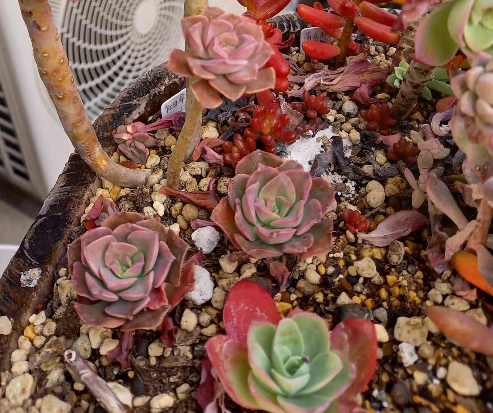 96💐紅日傘 バイカラー｜🍀GreenSnap（グリーンスナップ）