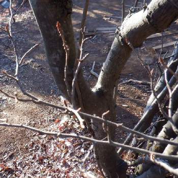 カマツカの投稿画像一覧 Greensnap グリーンスナップ カマツカの投稿画像一覧 Greensnap グリーンスナップ