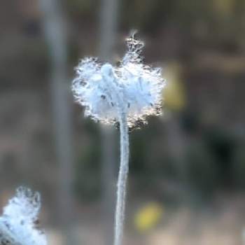 冬色✽の画像 by 秋草さん | 広い庭とシュウメイギクと綿毛✽とシュウメイギク✽とグリーンアクセサリー♪と冬色✽