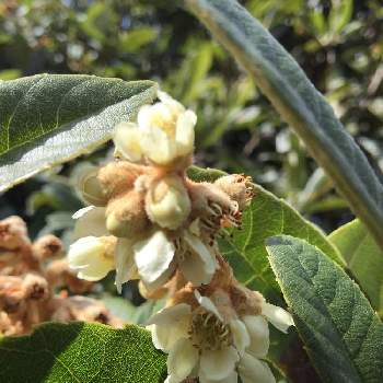 ビワの花の投稿画像一覧 Greensnap グリーンスナップ