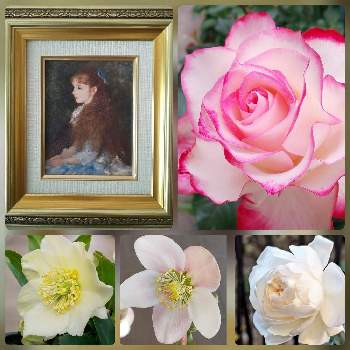 白いお花＊の画像 by オリーブの葉さん | 部屋とプリンセスドゥモナコとクリスマスローズニガー＊とばら バラ 薔薇と可愛いイレーヌと白いお花＊と クリスマスローズとルノワールとばら❤と絵画