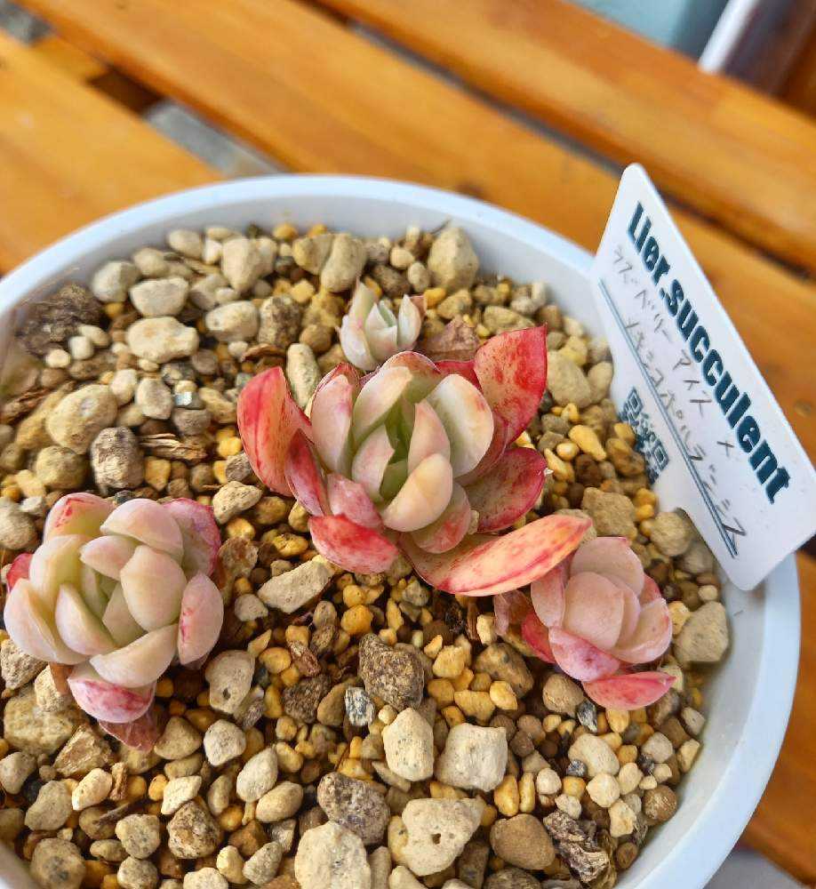 372🌹👥ラズベリーアイス×メキシコポルデンシス｜🍀GreenSnap