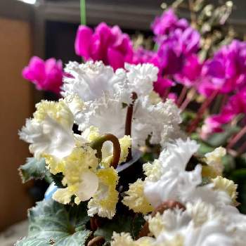 大栄花園の投稿画像一覧 Greensnap グリーンスナップ