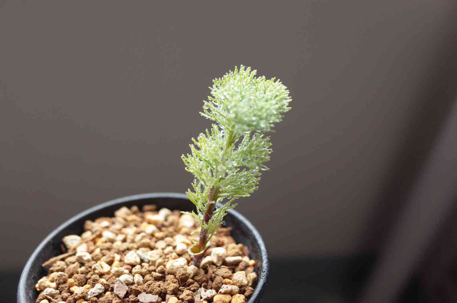 超大株！希少 エリオスペルマム パラドクサム ケープバルブ 塊根 珍奇植物 超大株！希少 エリオスペルマム パラドクサム ケープバルブ 塊根 珍奇