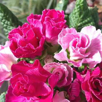 バラ咲きジュリアン いちごのミルフィーユの画像 by ゆきにゃんさん | バルコニー/ベランダとバラ咲きジュリアン いちごのミルフィーユ