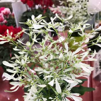 白雪姫の投稿画像一覧 Greensnap グリーンスナップ