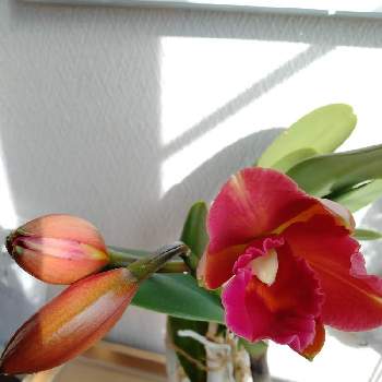 カトレア,花のある暮らし,オレンジ色の花,花いろいろ,北海道からの画像
