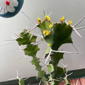 Euphorbia grandicornis,オオマトイキリン,みどりのある暮らし,かっこいい！,トゲトゲの画像