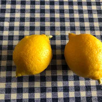 レモン　実の画像 by フクフクさん | リスボンレモンと地植えとレモンの木とレモン　実