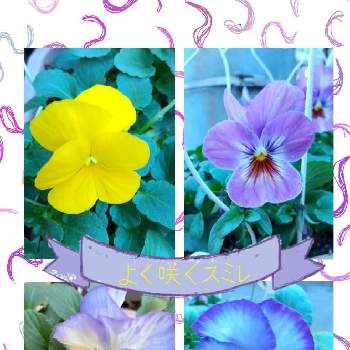 プランター  ガーデンの画像 by つんくりんさん | 小さな庭とビオラ・パンジーとよく咲くスミレ♡と緑のある暮らしとプランター  ガーデンと花のある暮らし