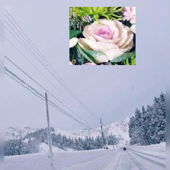 大寒波の画像 by コスモスさん | お出かけ先と雪道❄️と大雪と豪雪地帯と花のある暮らしと大寒波