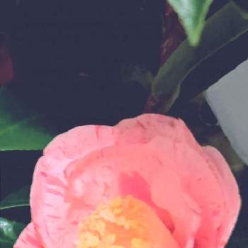 ツバキ,椿　弓場絞,ピンクの花,癒し,ピンク❤︎ピンクの画像