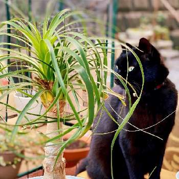 猫と緑のある暮らしの画像 by 59・60・Mさん | 小さな庭と猫と暮らすと観葉植物のある暮らしと猫と植物と暮らすと猫と緑のある暮らし