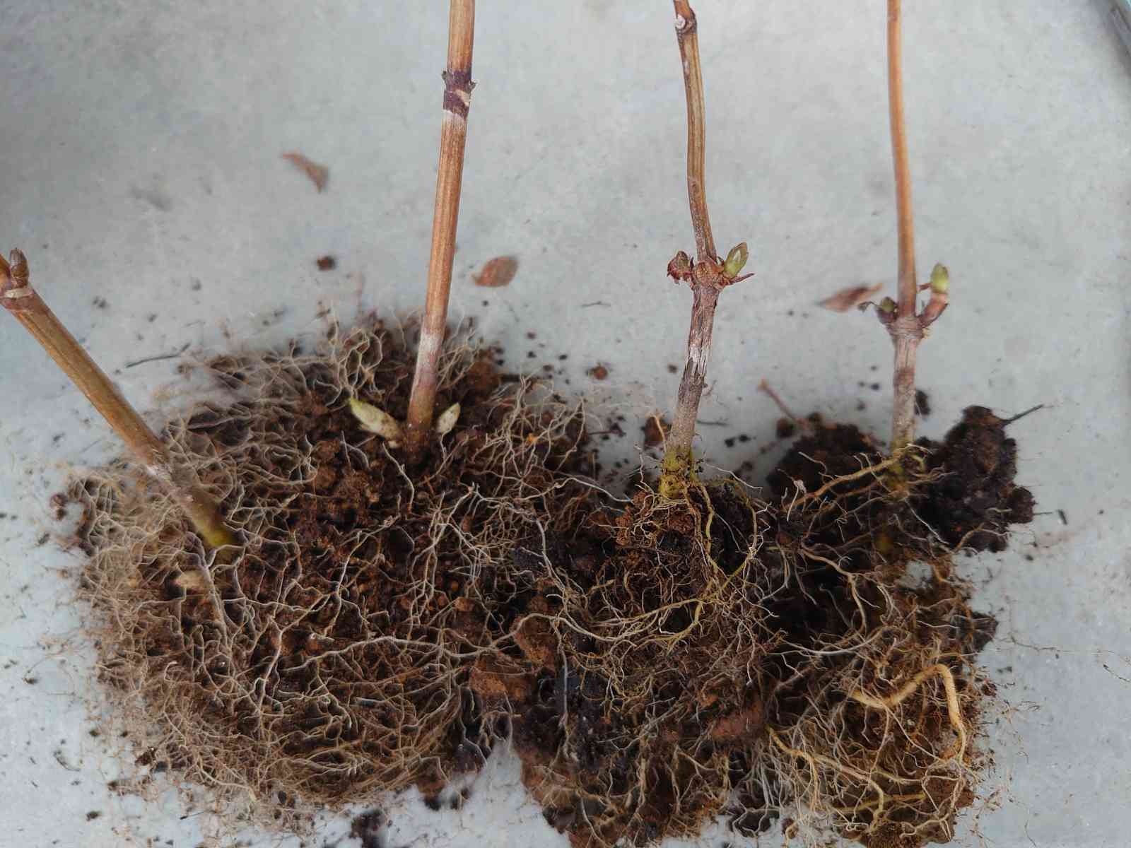 夏用挿し穂 2021年初夏💠挿し木挿し芽記録📝｜🍀GreenSnap（グリーンスナップ）