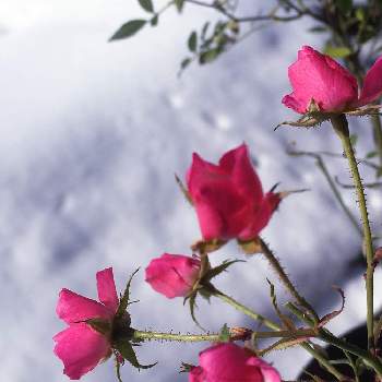 ミニ薔薇・ほほえみの画像 by 磯さんさん | 大雪あとと可愛い過ぎると可愛いなと癒されて〜と咲いてくれてありがとう❤と車庫でも頑張ってとミニ薔薇・ほほえみと花のある暮らしとお花は癒し