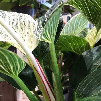 茎が赤いの投稿画像一覧 Greensnap グリーンスナップ