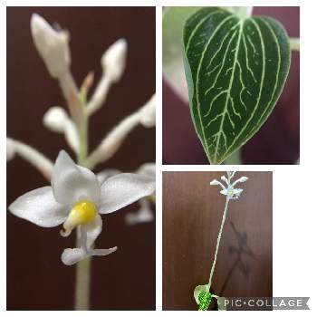 宝石蘭の投稿画像一覧 Greensnap グリーンスナップ