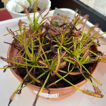 食虫植物 モウセンゴケの投稿画像一覧 Greensnap グリーンスナップ